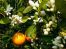 Galerija: Aroma cvijeta naranče